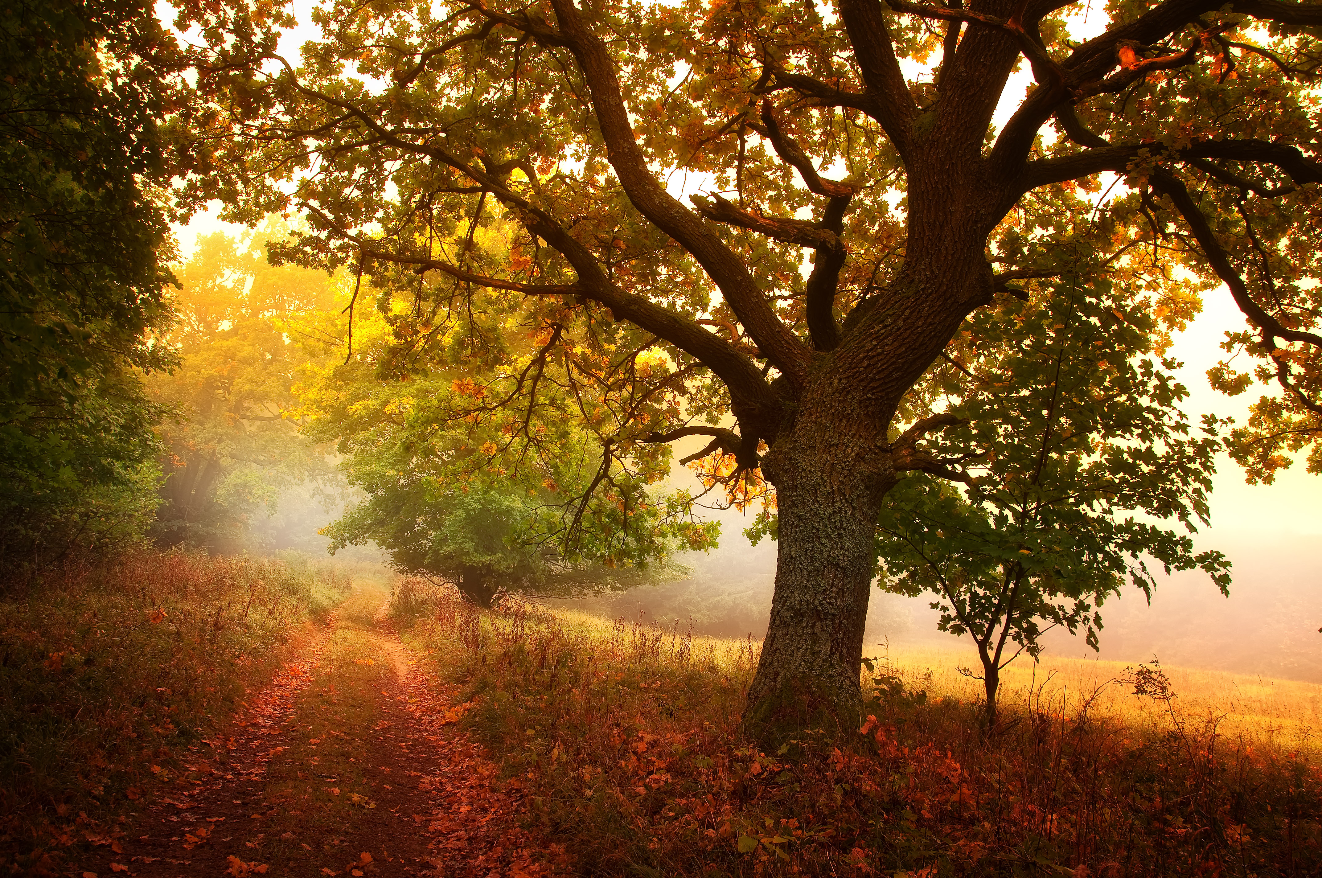 Бесплатное фото Осенний туман