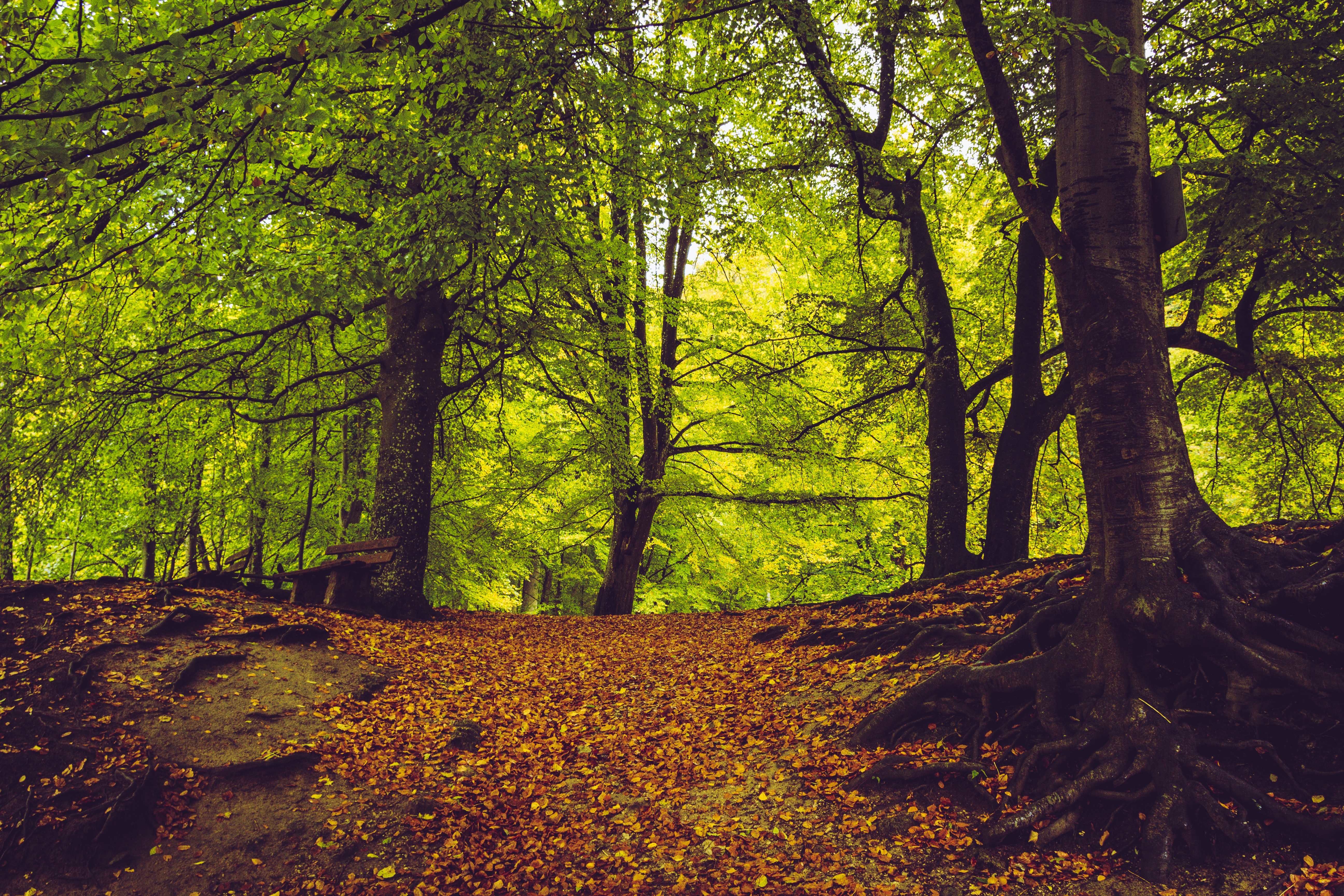 Бесплатное фото Осень в лесном парке