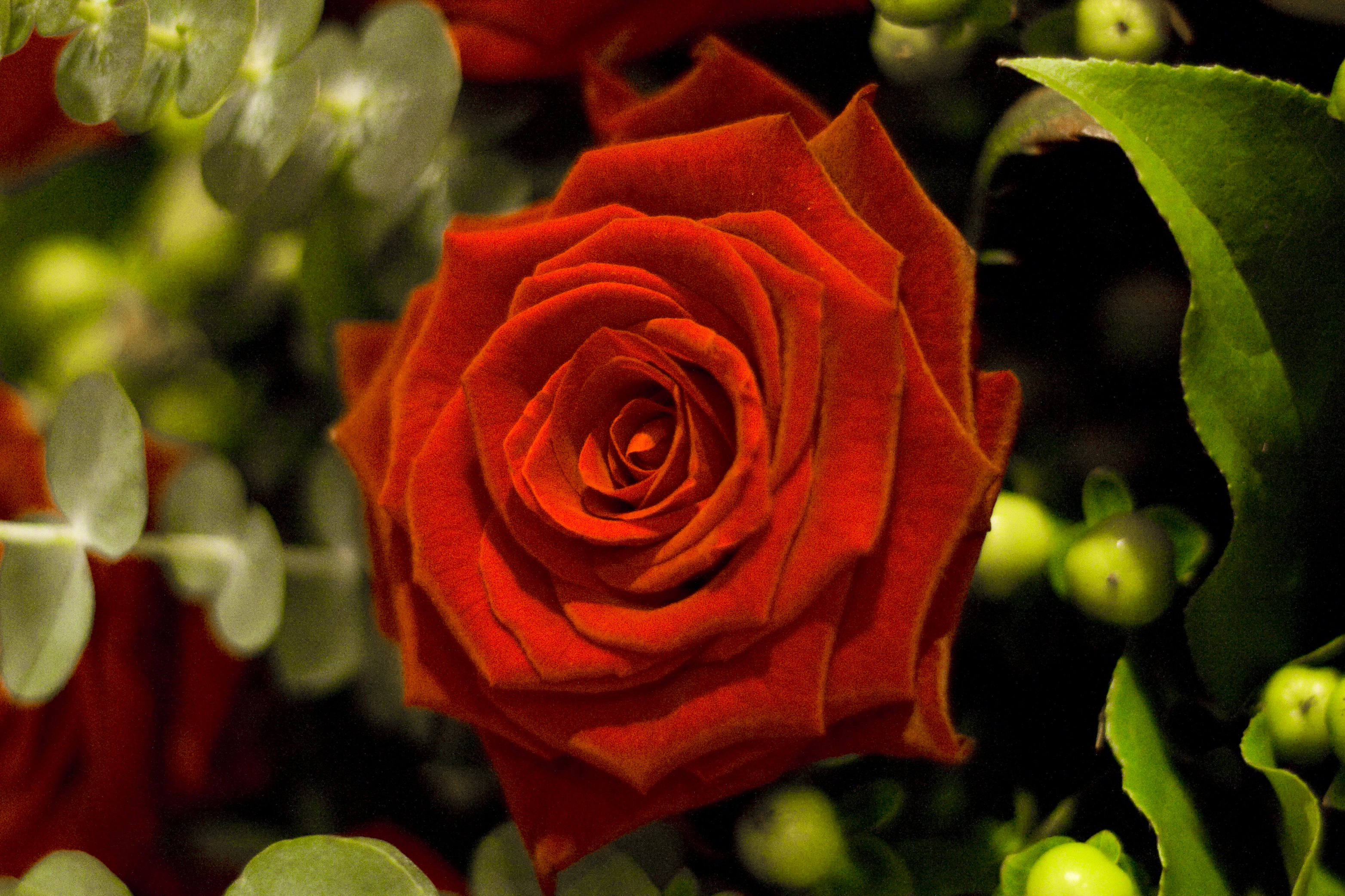 桌面上的壁纸植物群 红玫瑰 蔷薇花蕾