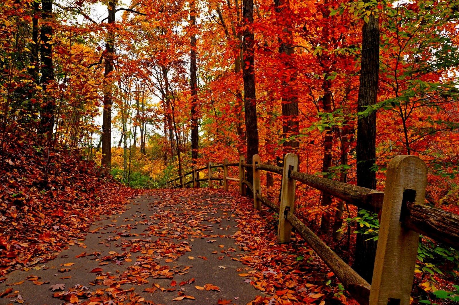 Обои осень красочный лес на рабочий стол
