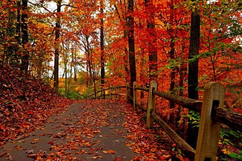 осень красочный лес