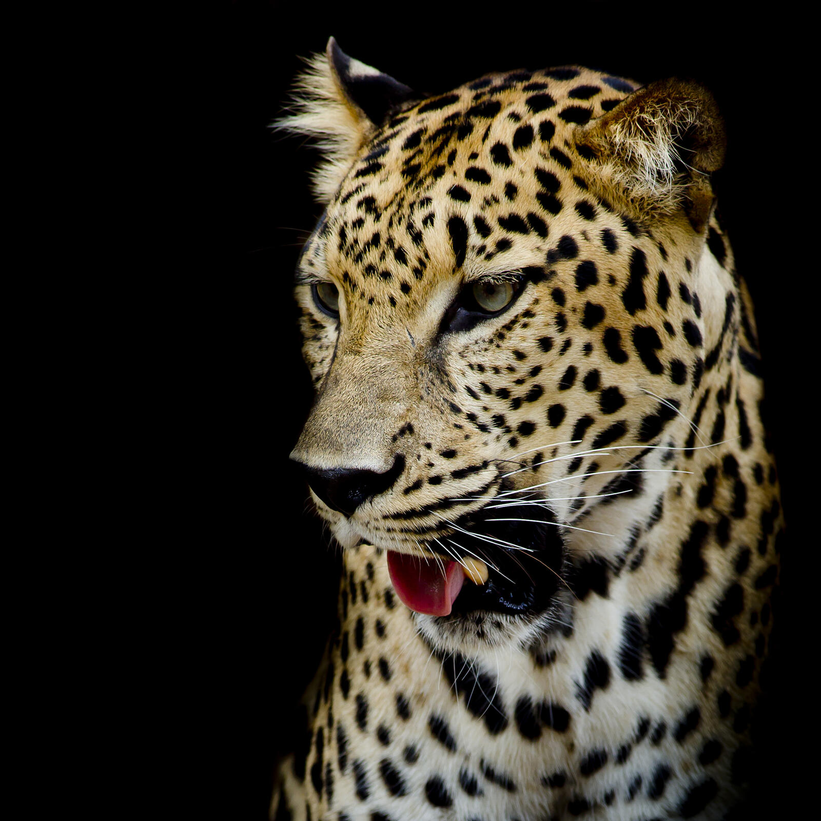 Wallpapers animals big cat leopard on the desktop