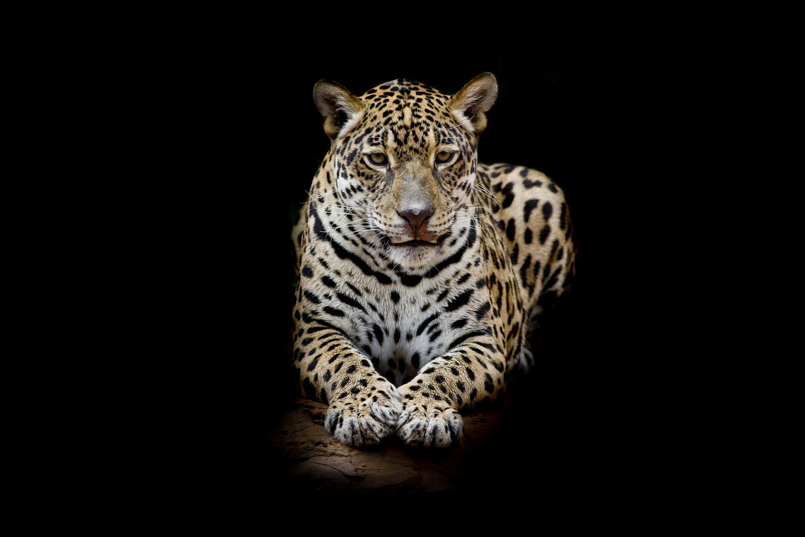Wallpapers cat family leopard predatory cat on the desktop