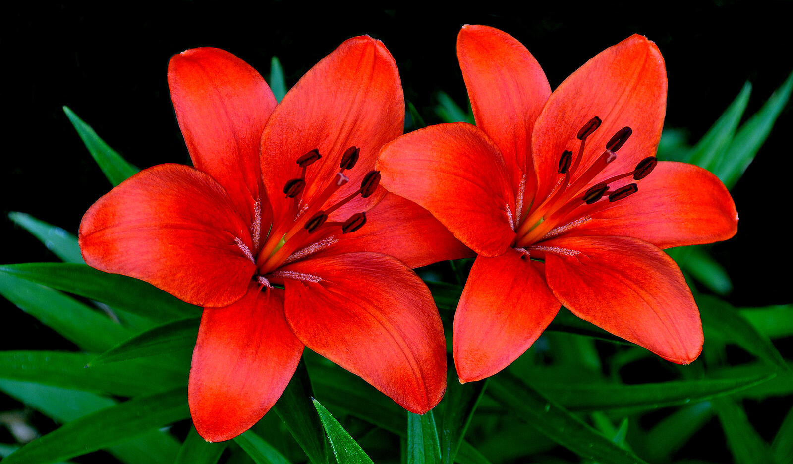 Обои лилии два цветка красные цветы на рабочий стол