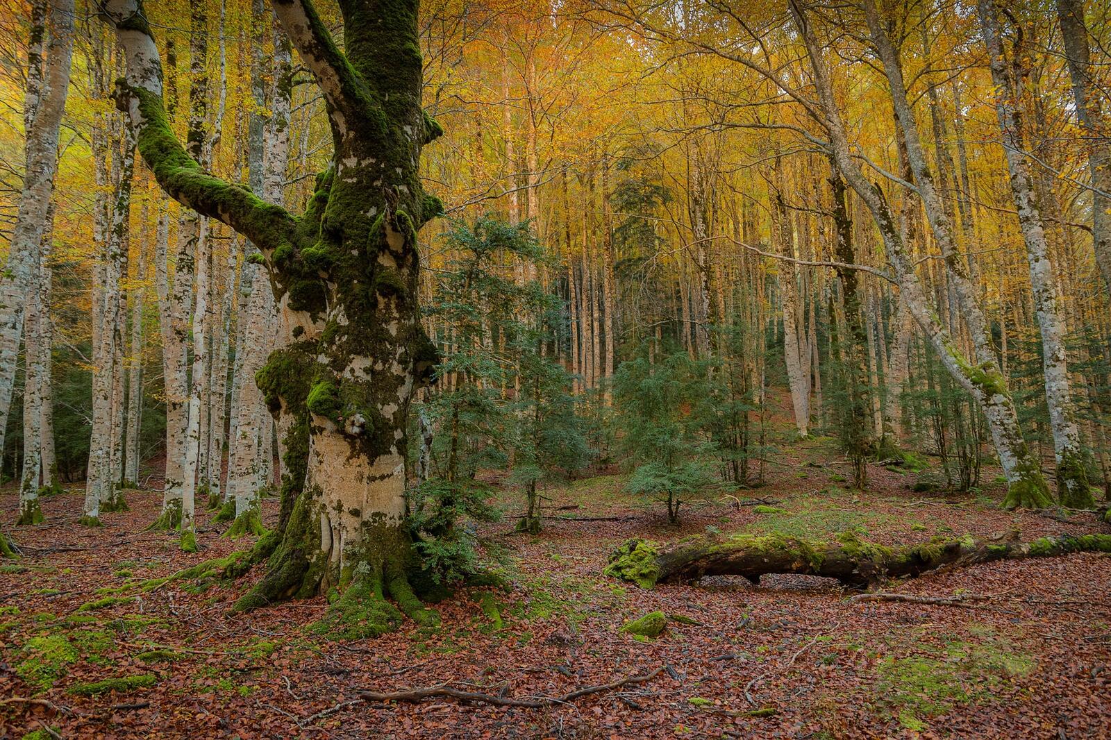 Бесплатное фото Березовый лес