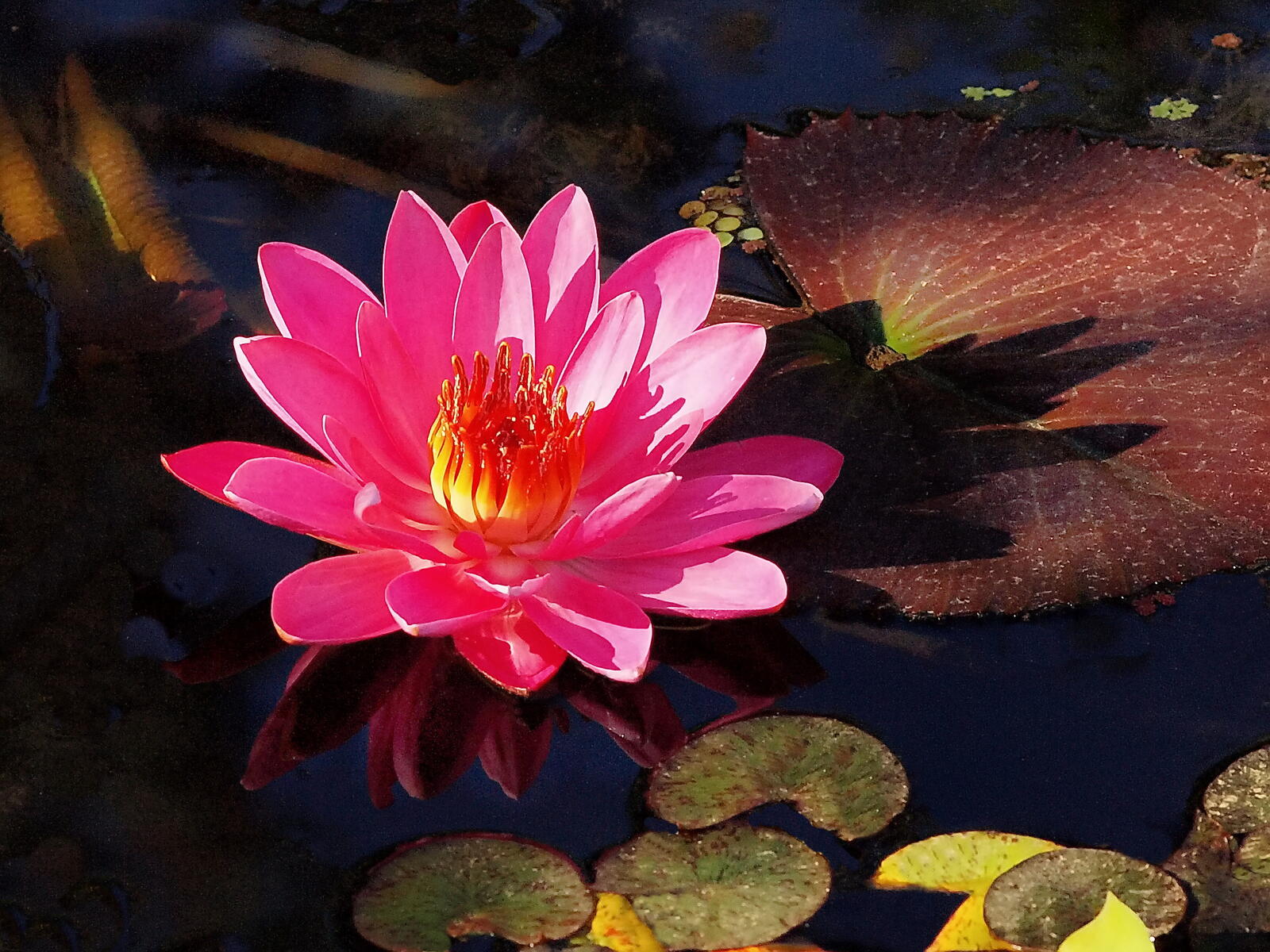 Wallpapers body of water pink flower water lily on the desktop