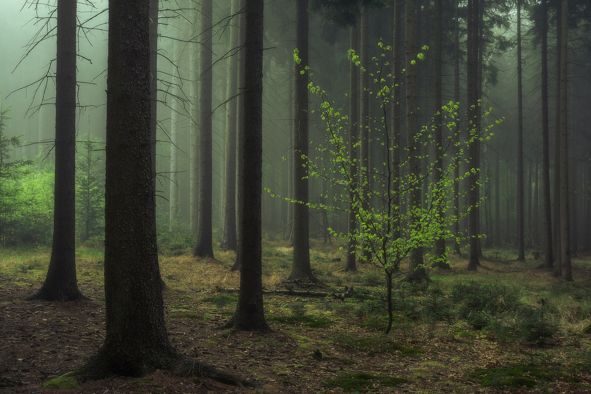 Фото бесплатно туман в лесу, туман, мрачный лес