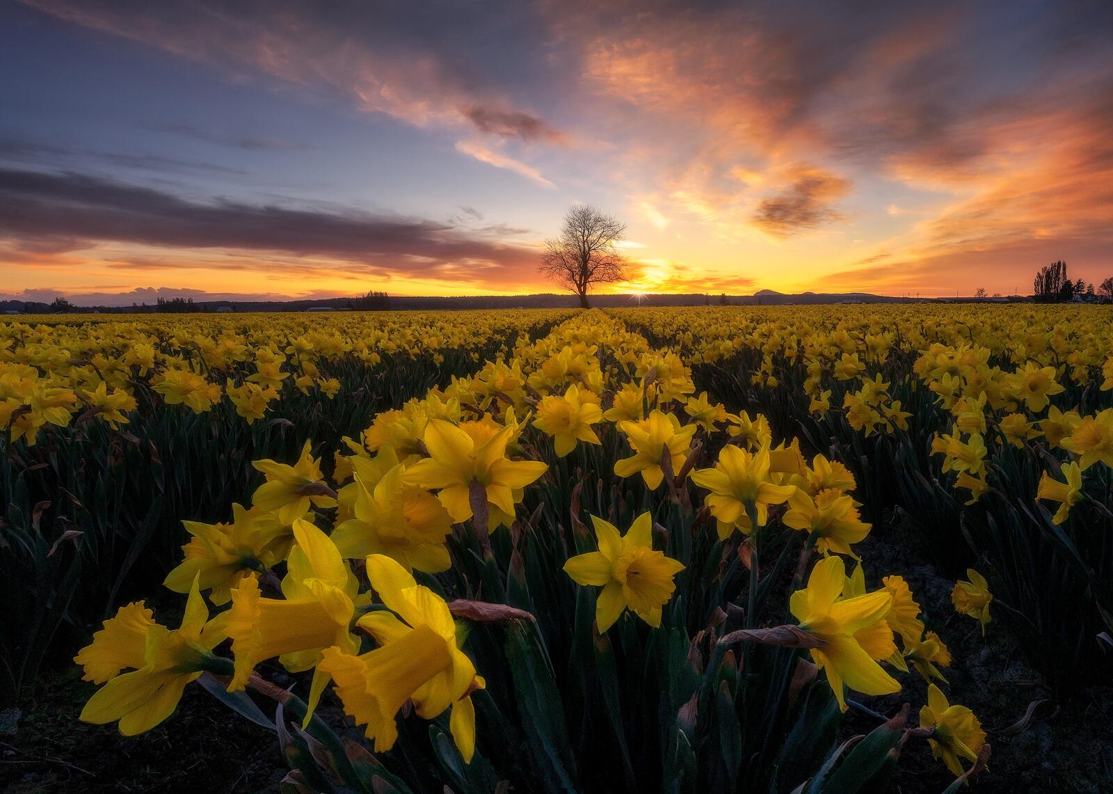 Free photo Field of daffodils at sunset