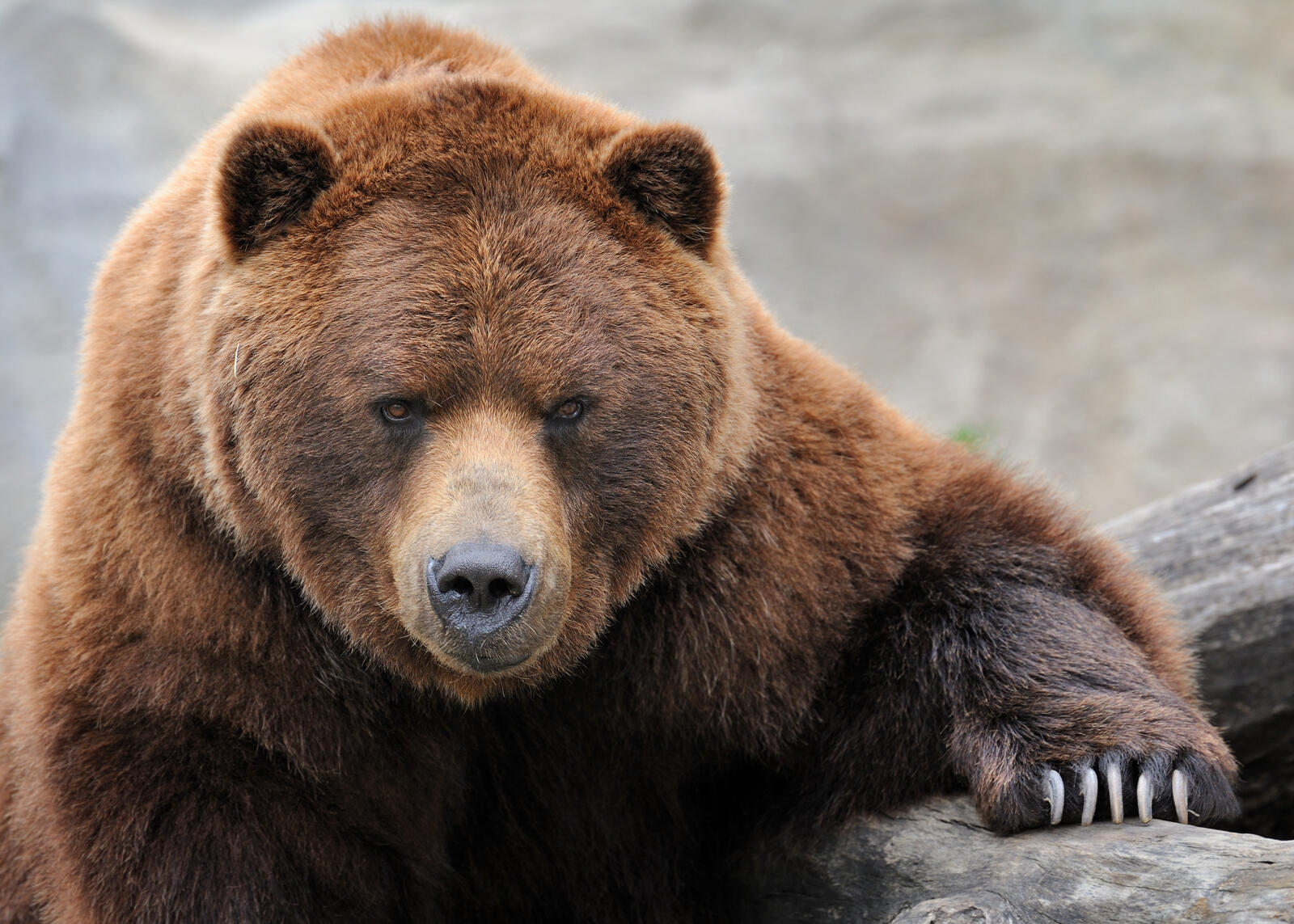 Бесплатное фото Медведь и его когти