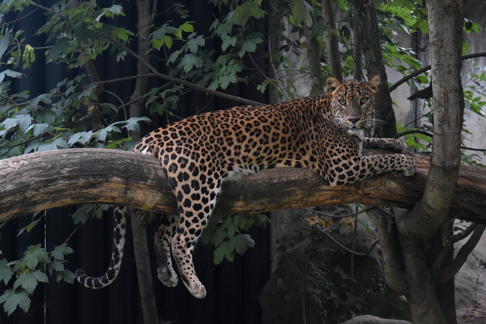 Бесплатное фото леопард на дереве