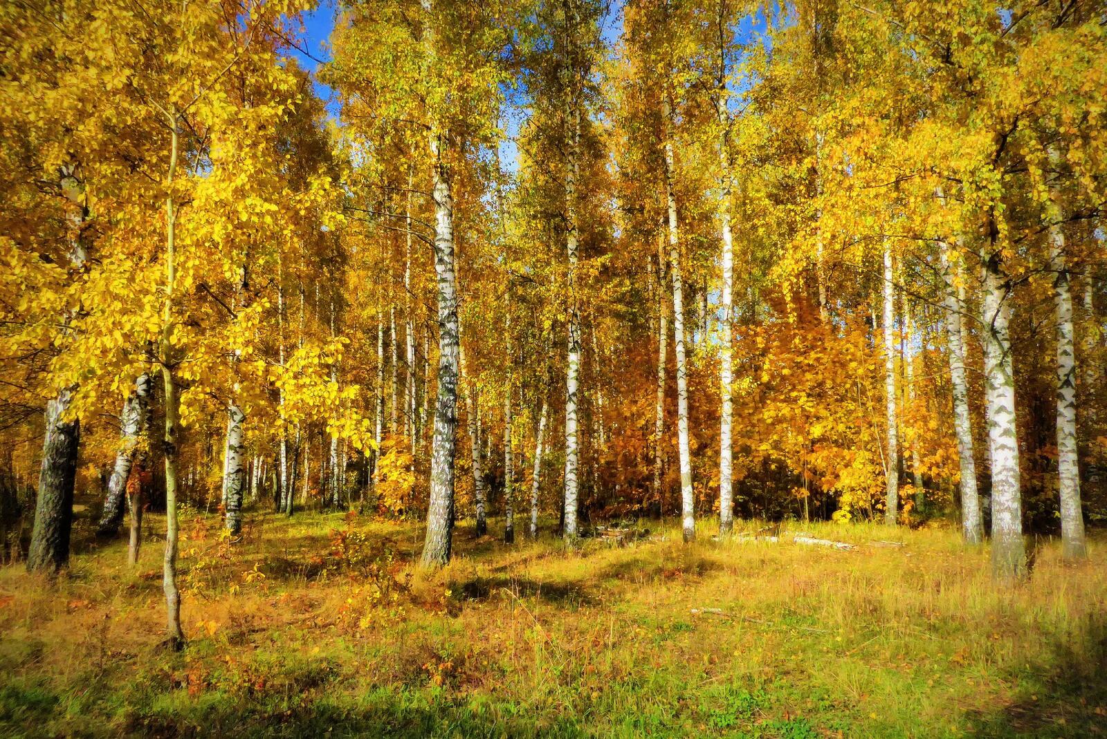 Wallpapers autumn birch birch leaves on the desktop