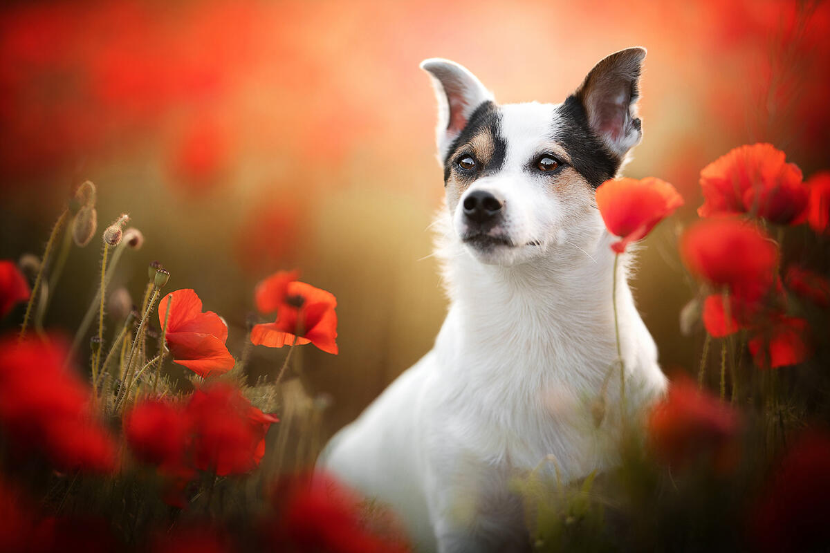Dog with red poppies