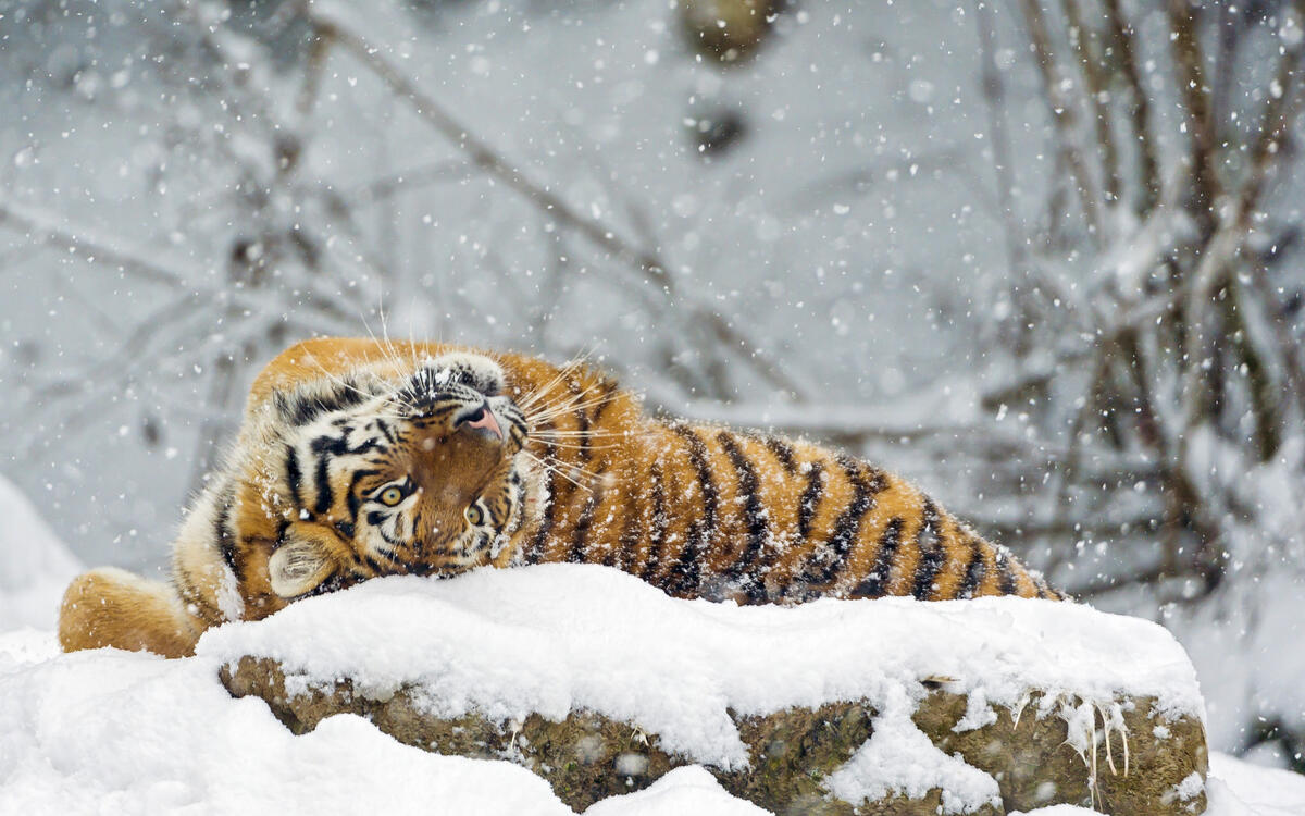 老虎躺在雪地里