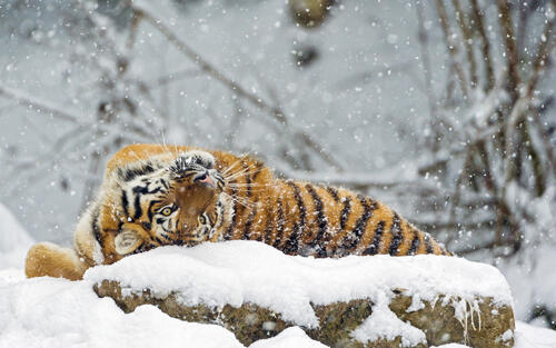A tiger basking in the snow