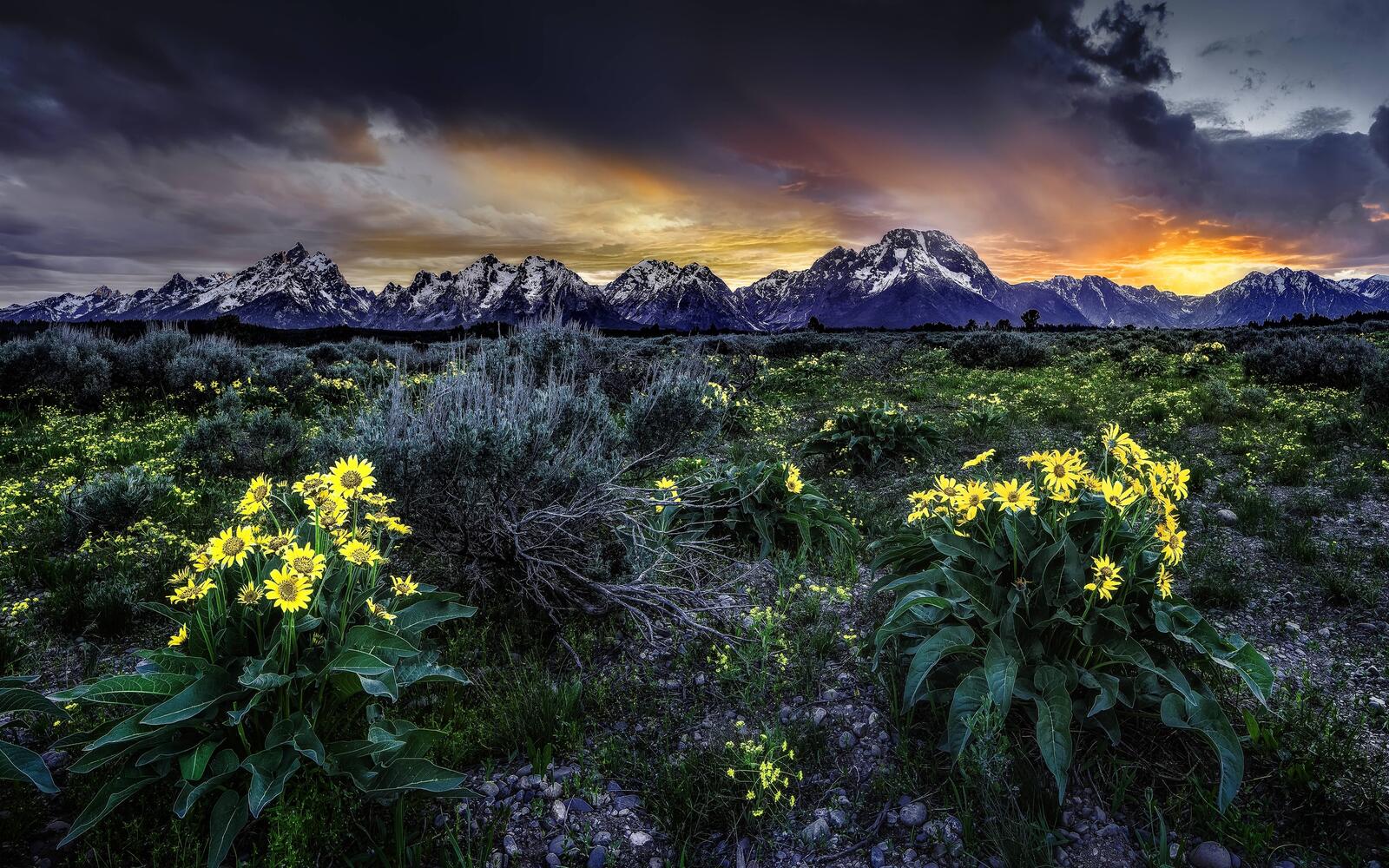 Бесплатное фото Поле с цветами на фоне гор