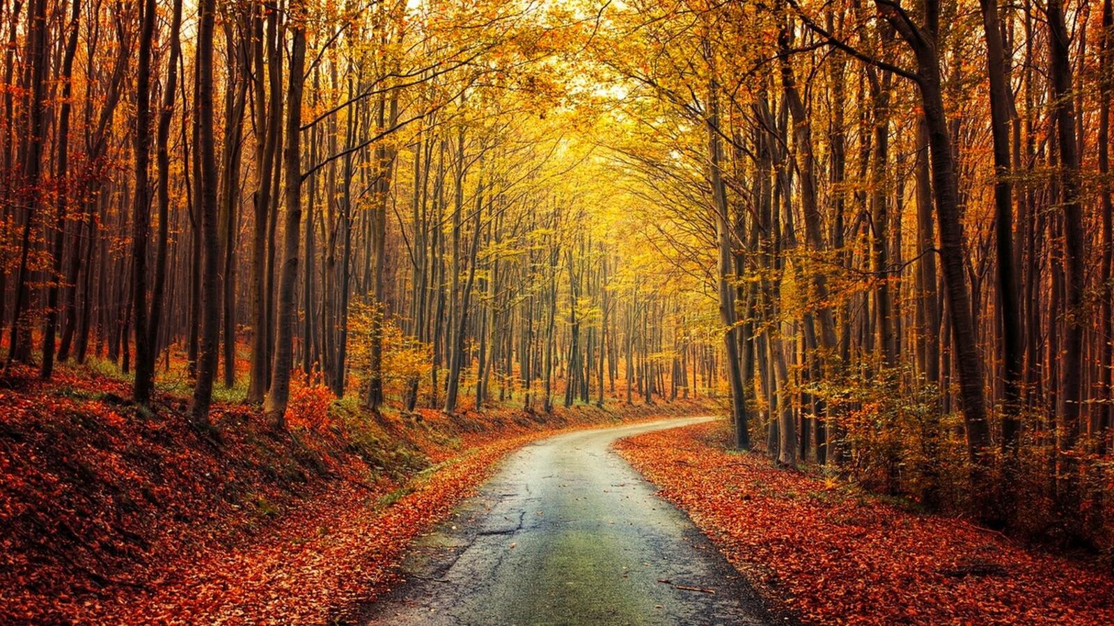 Wallpapers yellow road trees on the desktop