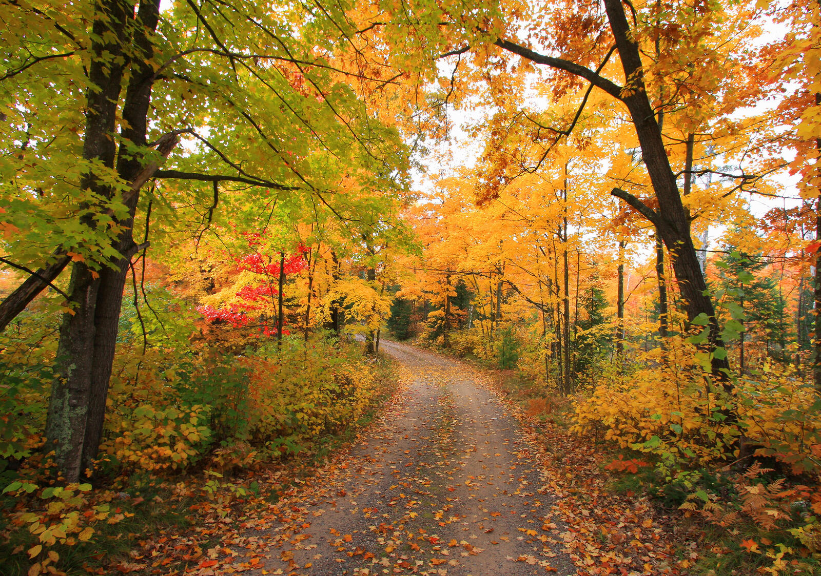 Wallpapers forest path road fallen leaves on the desktop