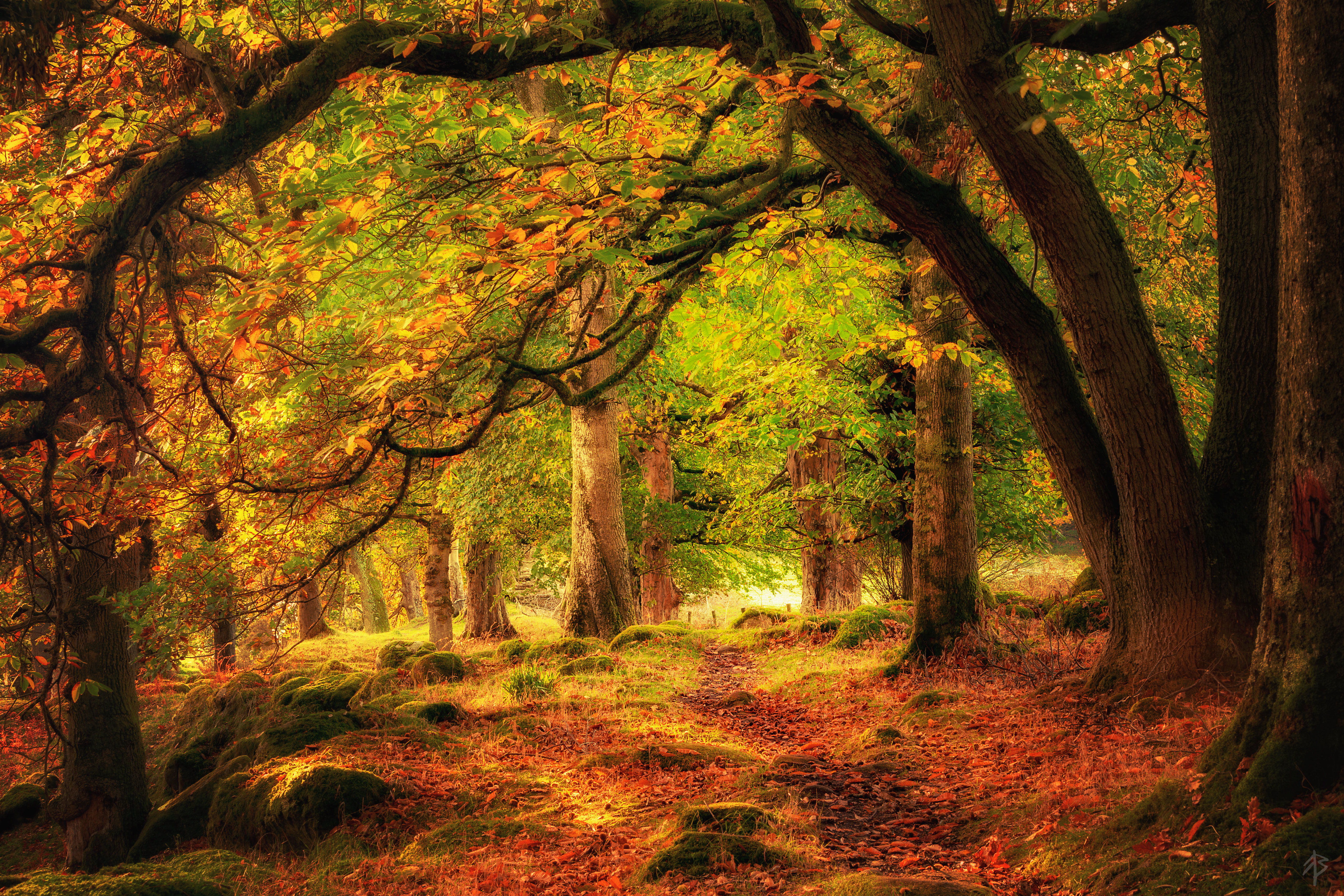 Осенний лес очень красивый