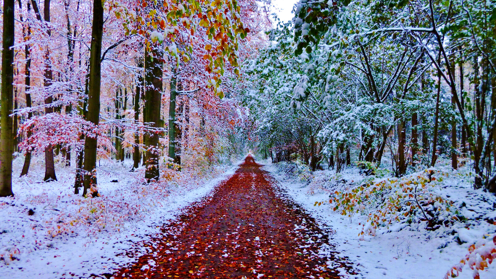 Бесплатное фото Осенний снег