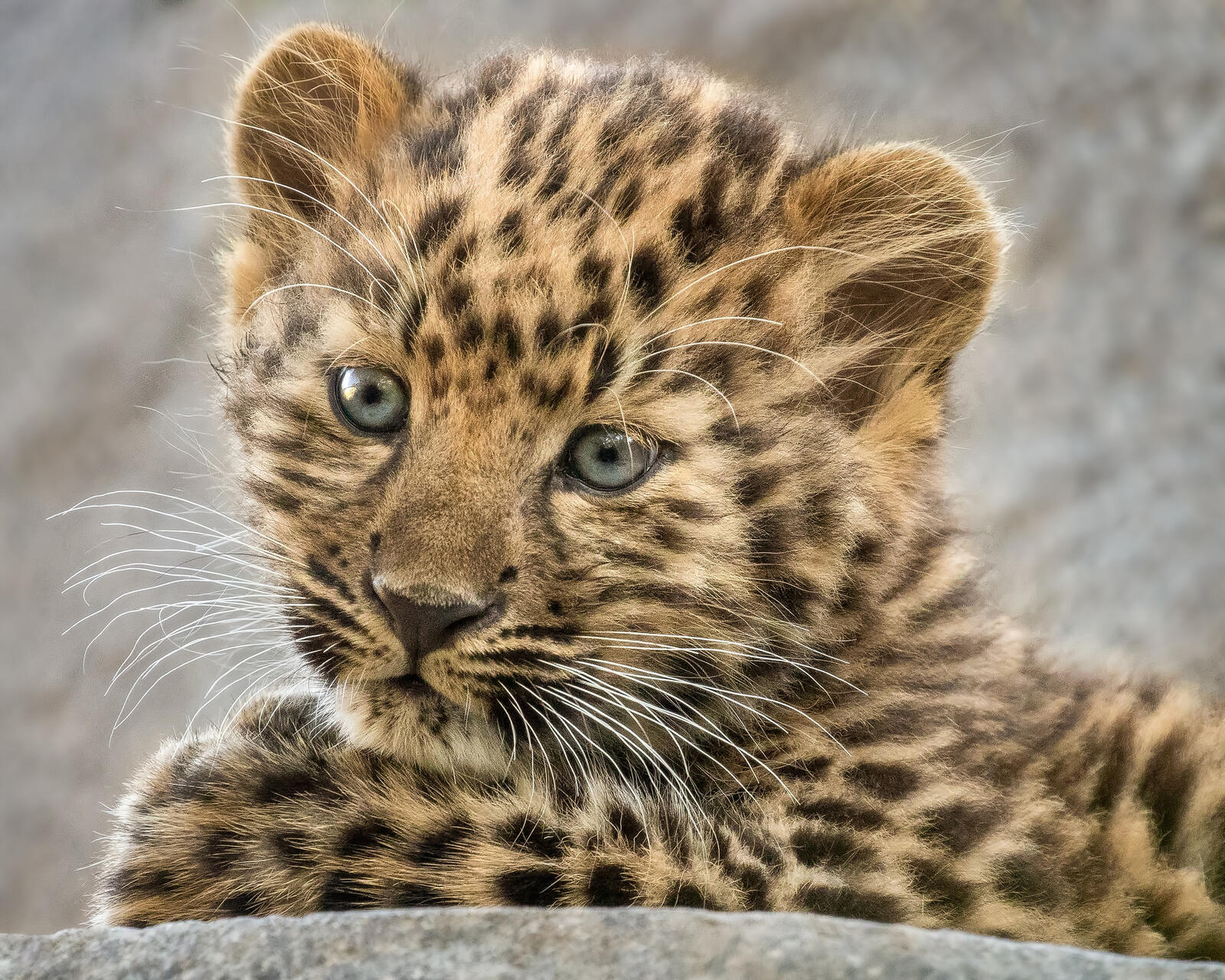Free photo Little leopard