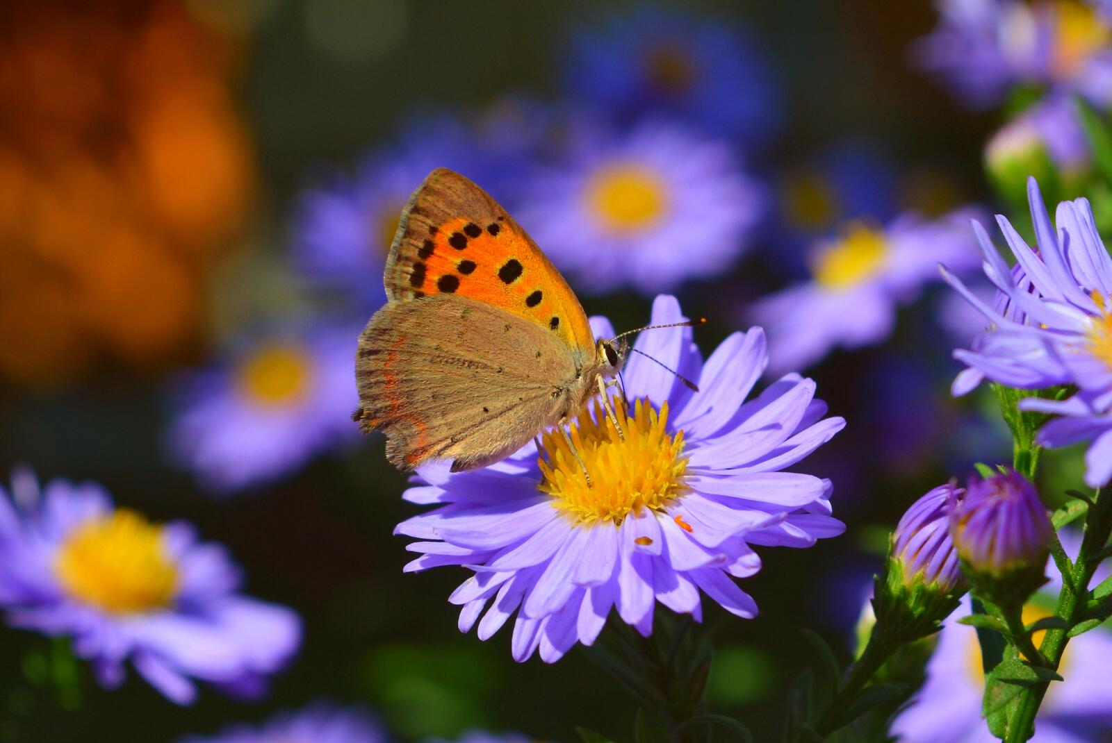 Wallpapers flora nature butterfly on the desktop