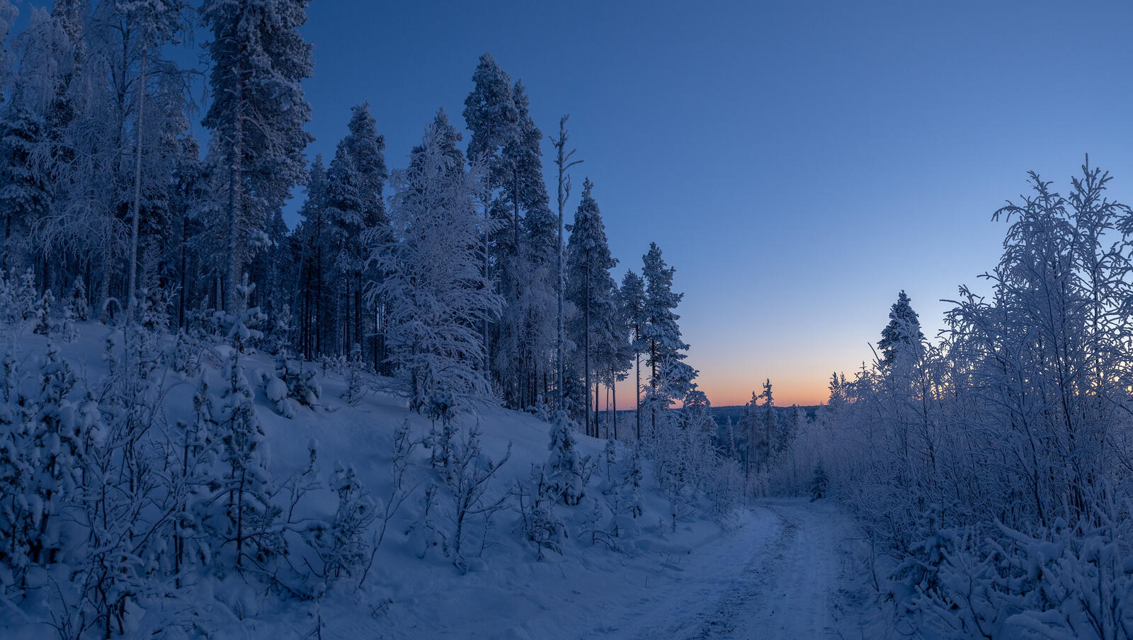 Бесплатное фото Леса Финляндии