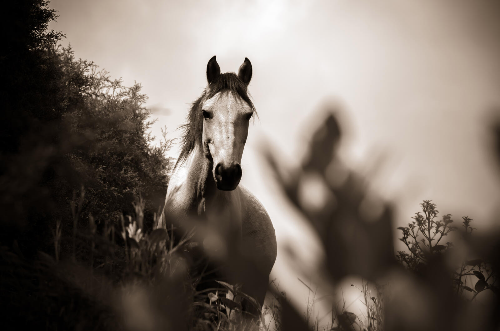 Wallpapers horse monochrome black and white on the desktop