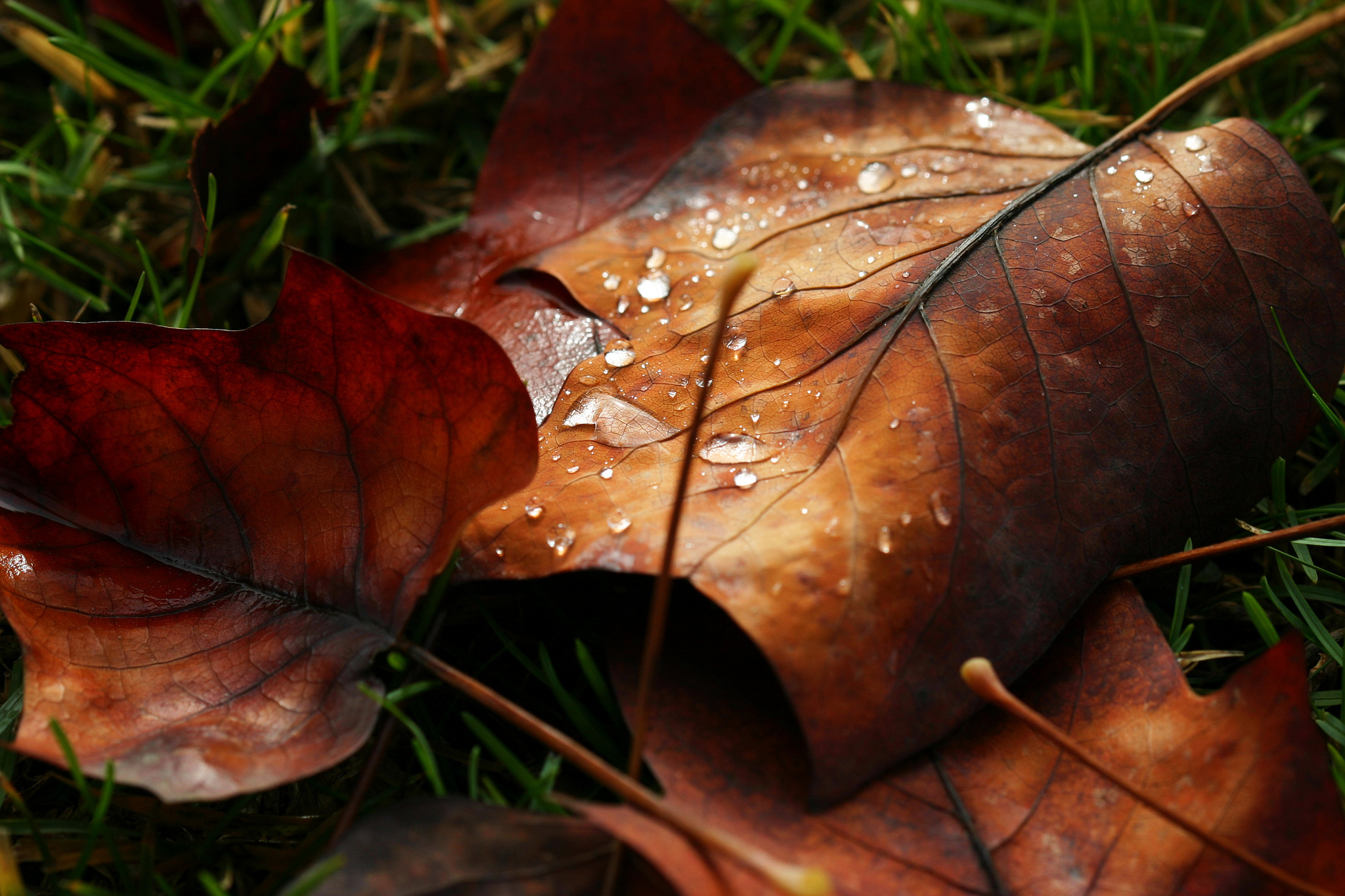 Обои осень капли росы опавшие листья на рабочий стол