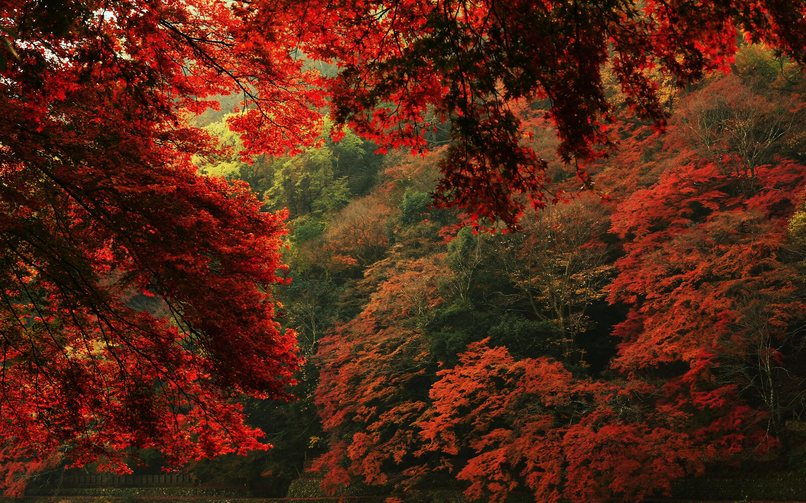 Обои осенний пейзаж разноцветные листья природа на рабочий стол