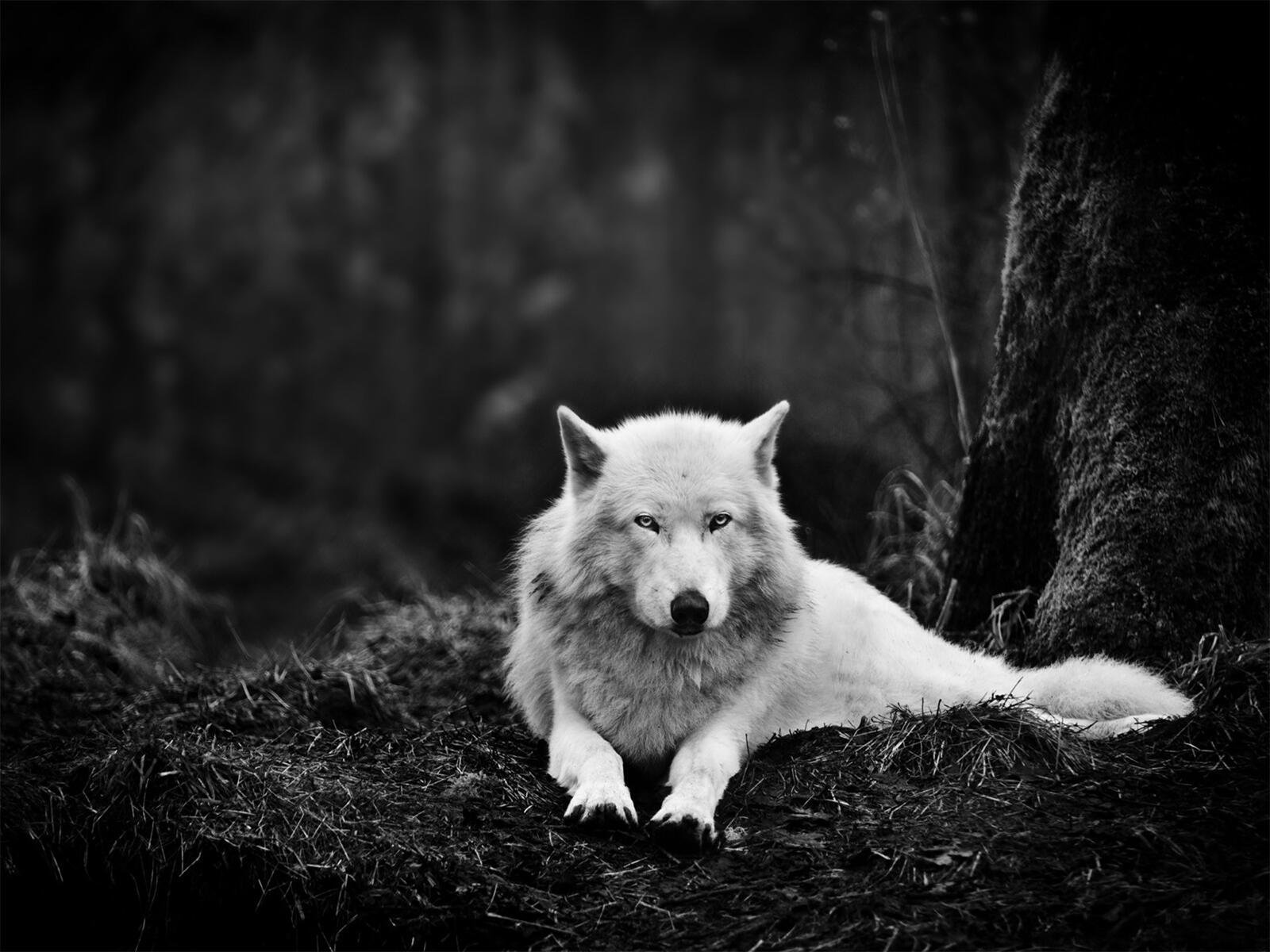 Обои белый волк отдых лес на рабочий стол