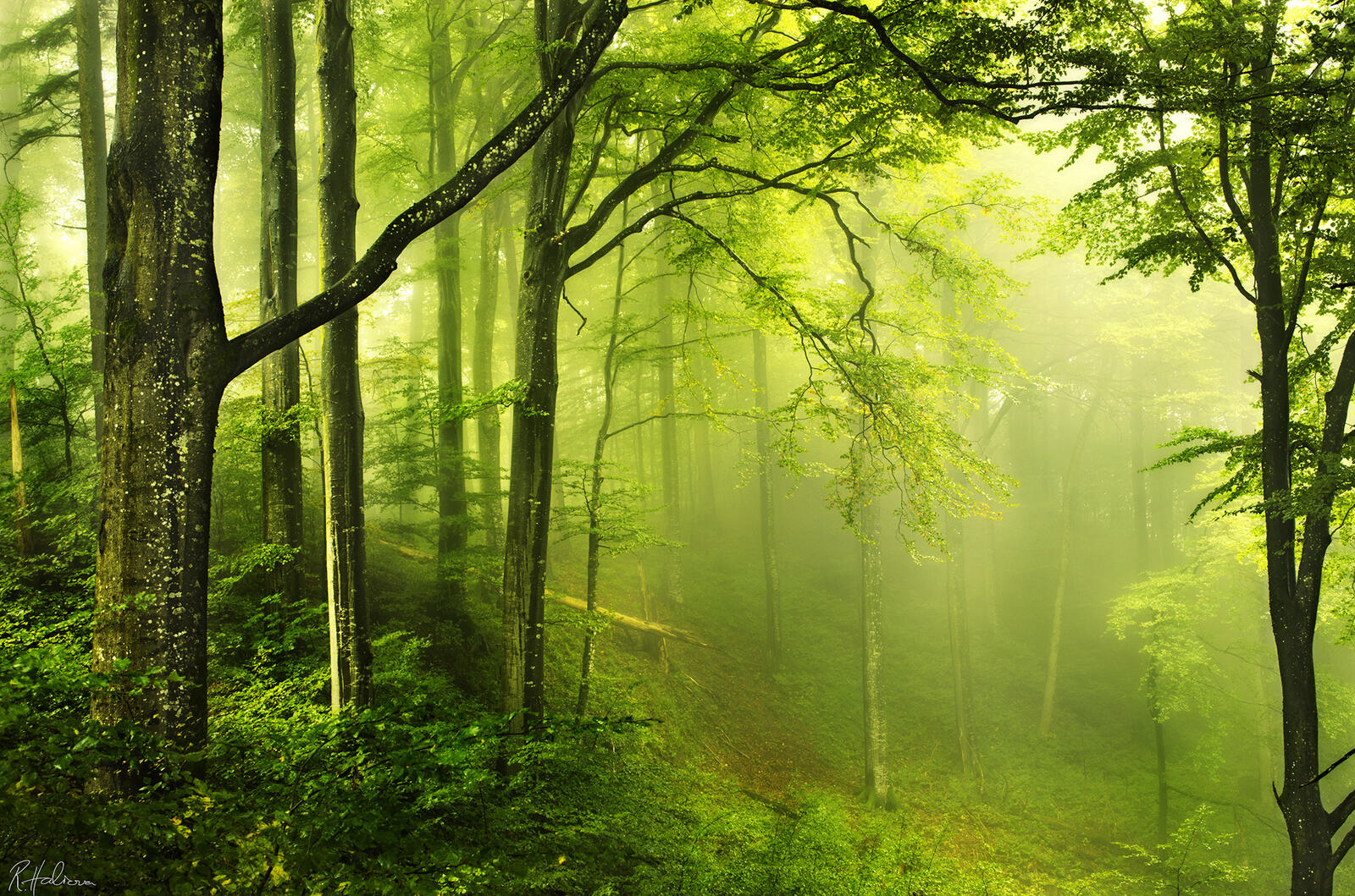 Бесплатное фото Лесной туман