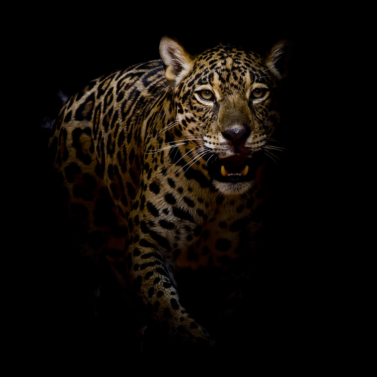 Wallpapers felines animal leopard on the desktop