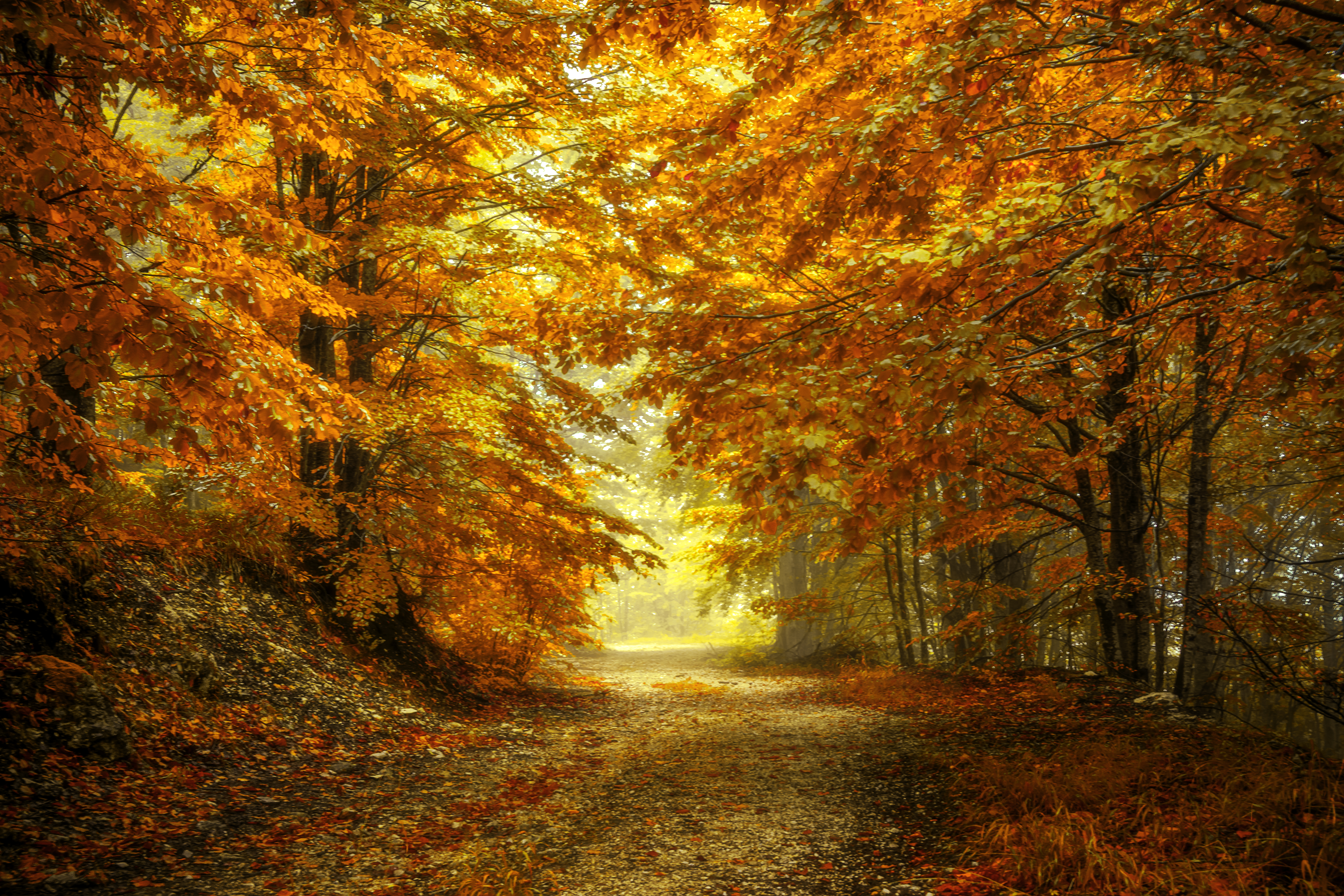 Photo free autumn leaves, autumn time, landscape