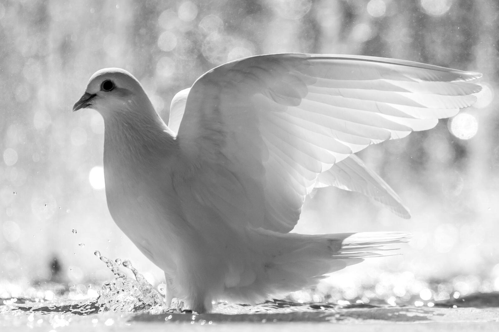Wallpapers white dove splashing water feathers on the desktop