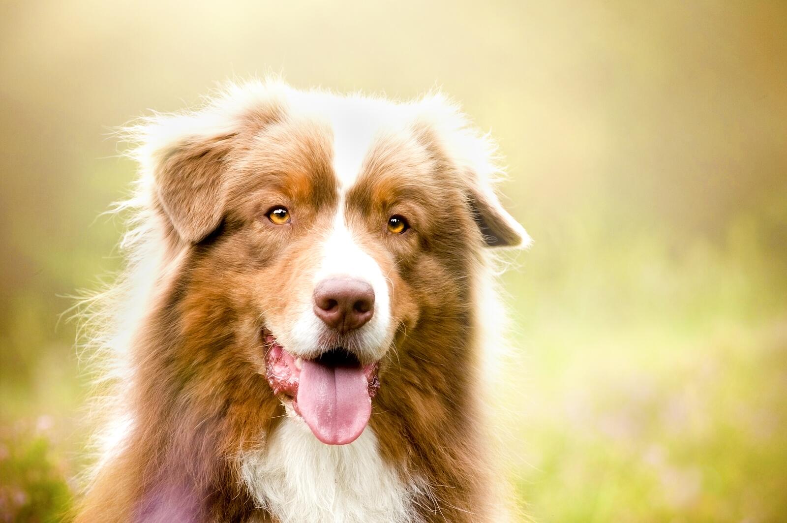 Бесплатное фото Собака на лужайке