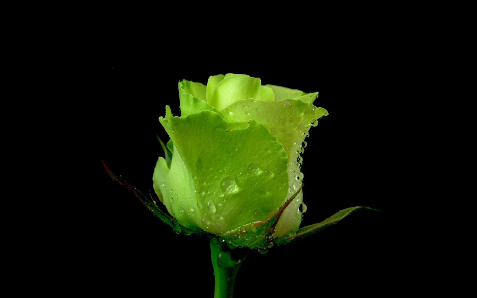 Wallpapers green rose dew drops on the desktop