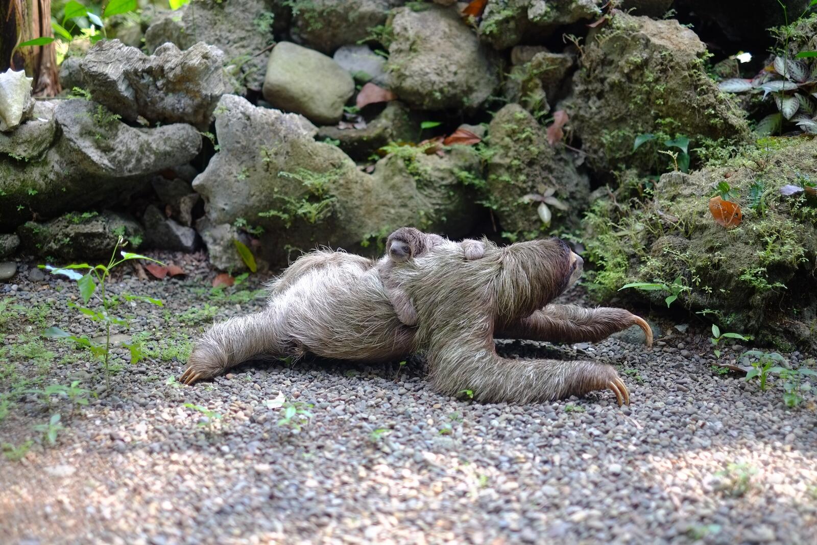 Wallpapers sloths baby sloth crawling on the ground on the desktop