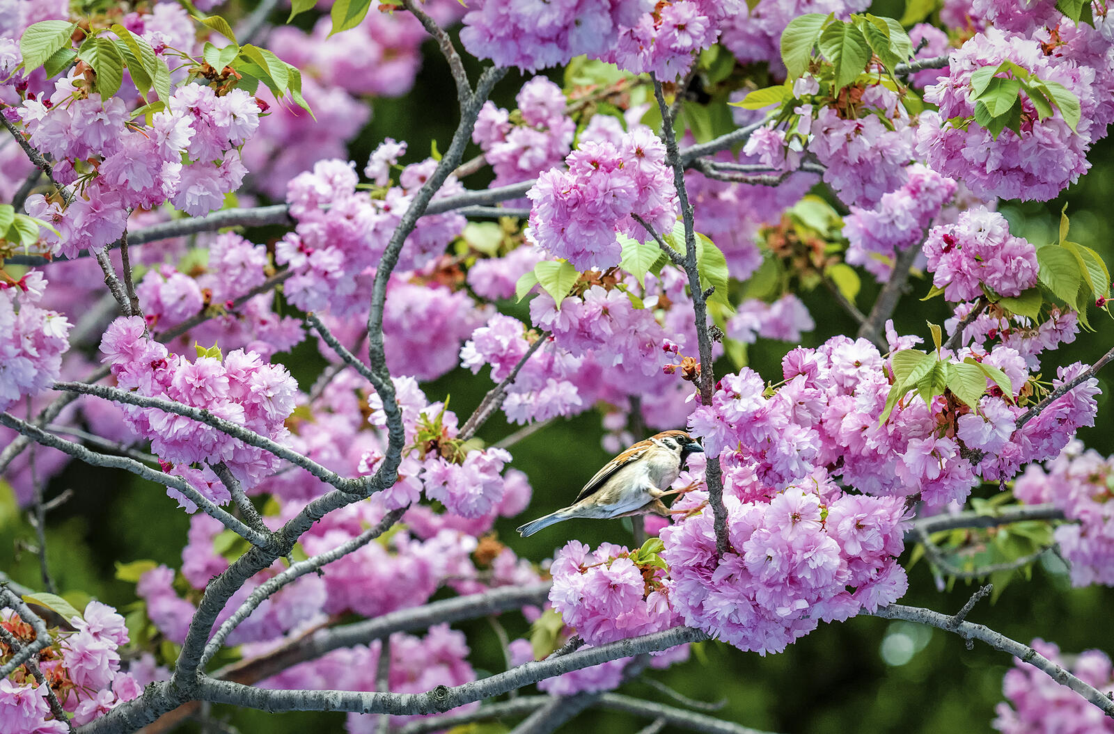 Обои Cherry Blossom Сакура весна на рабочий стол