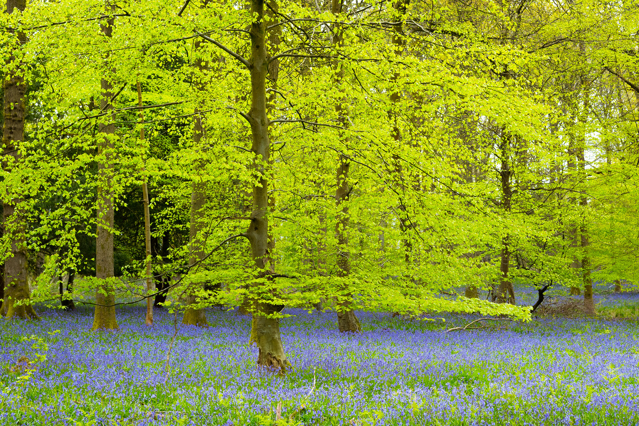 Обои лес лето синие цветы на рабочий стол