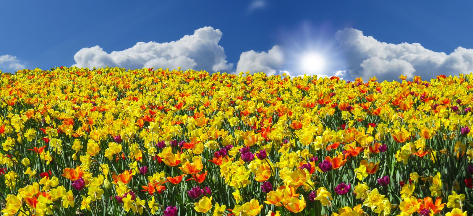 Wallpapers field tulips daffodils on the desktop
