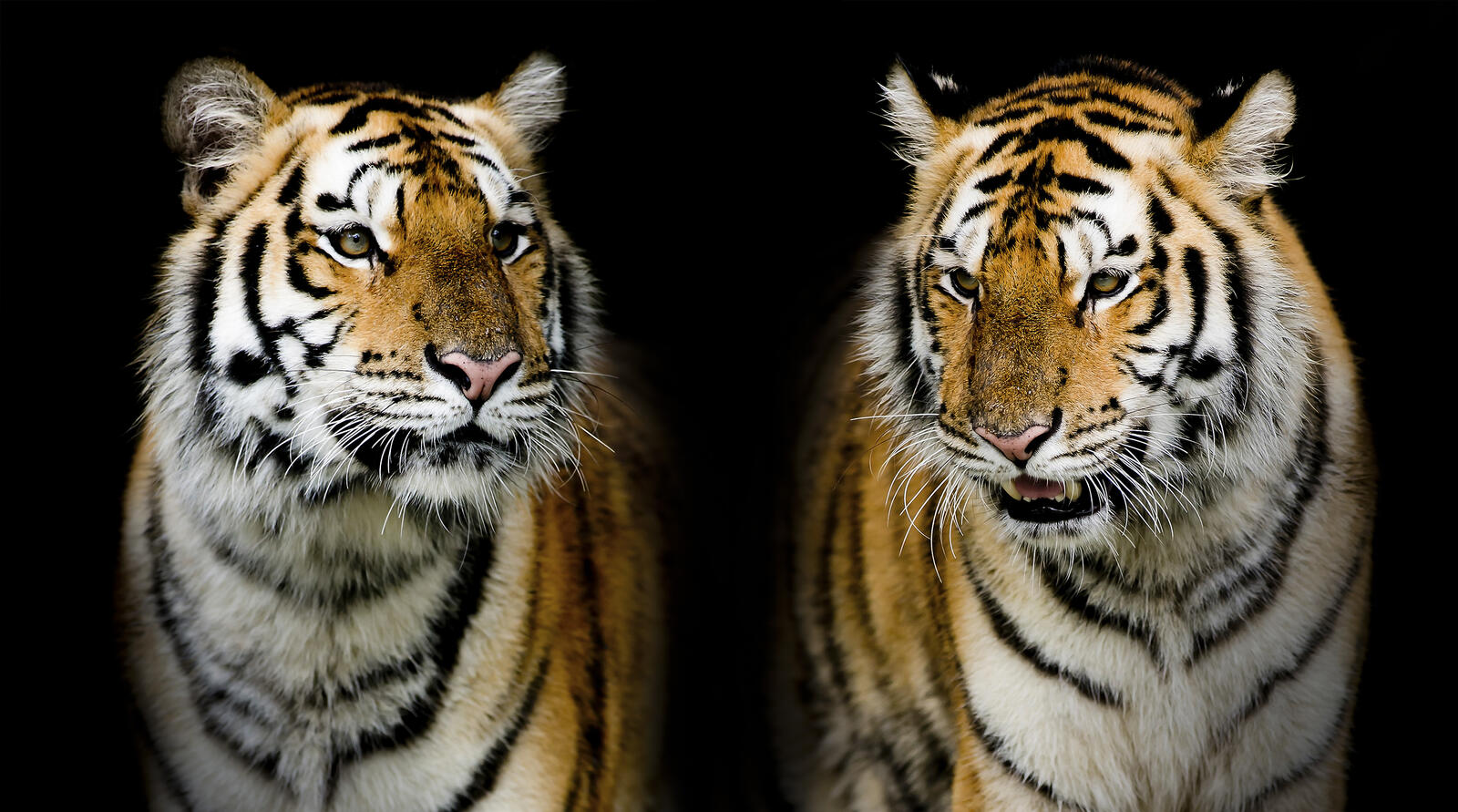 Обои тигр портрет тигра хищник на рабочий стол