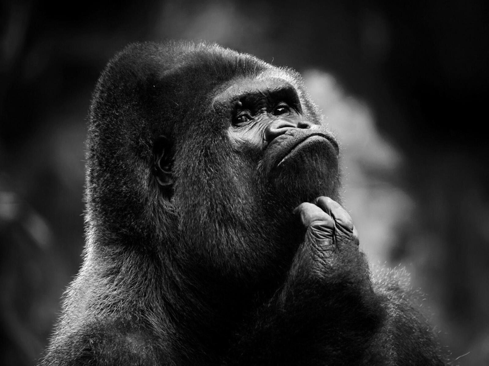 Бесплатное фото Обои на стол горилла, примат