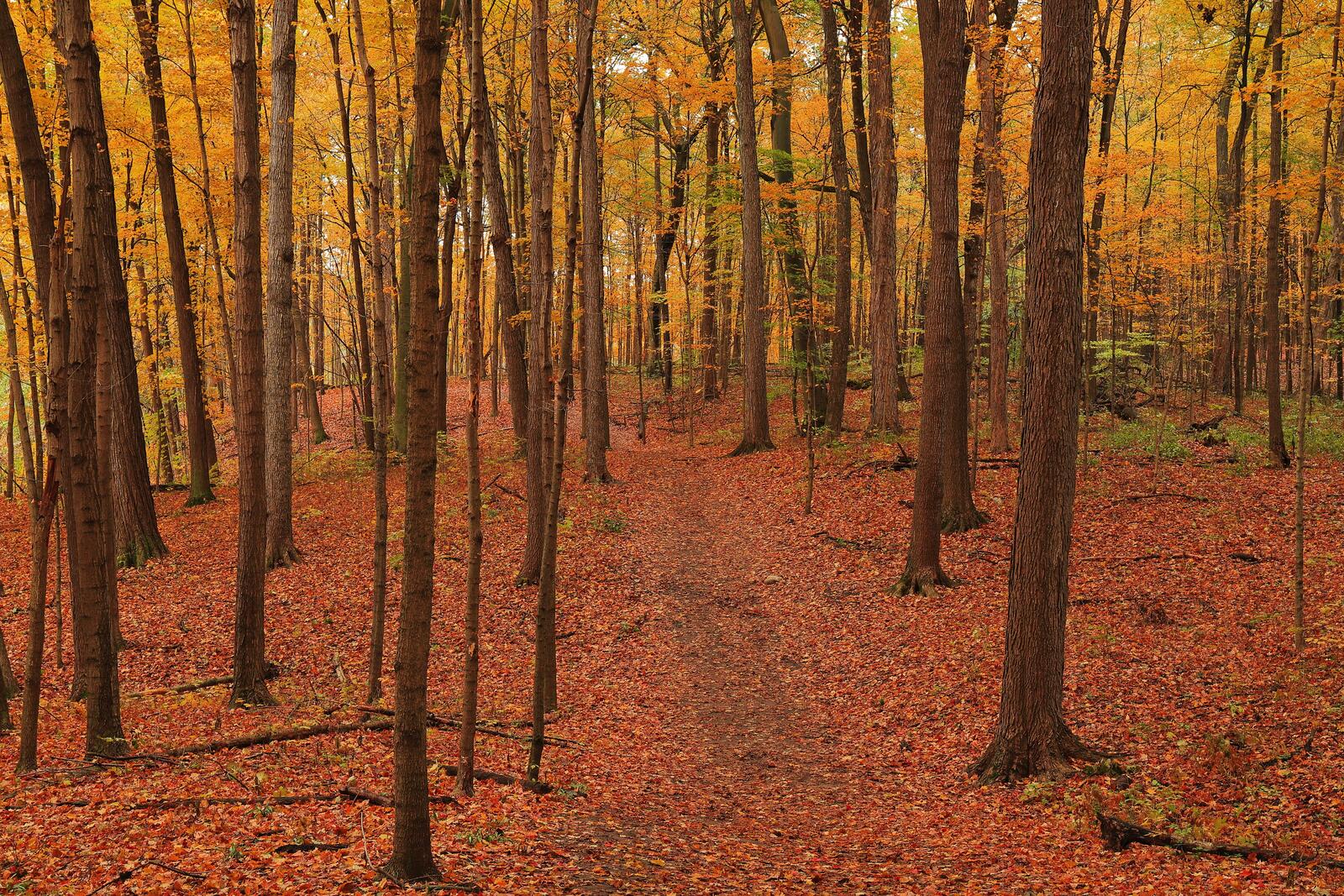 Обои осень осенние краски лес на рабочий стол