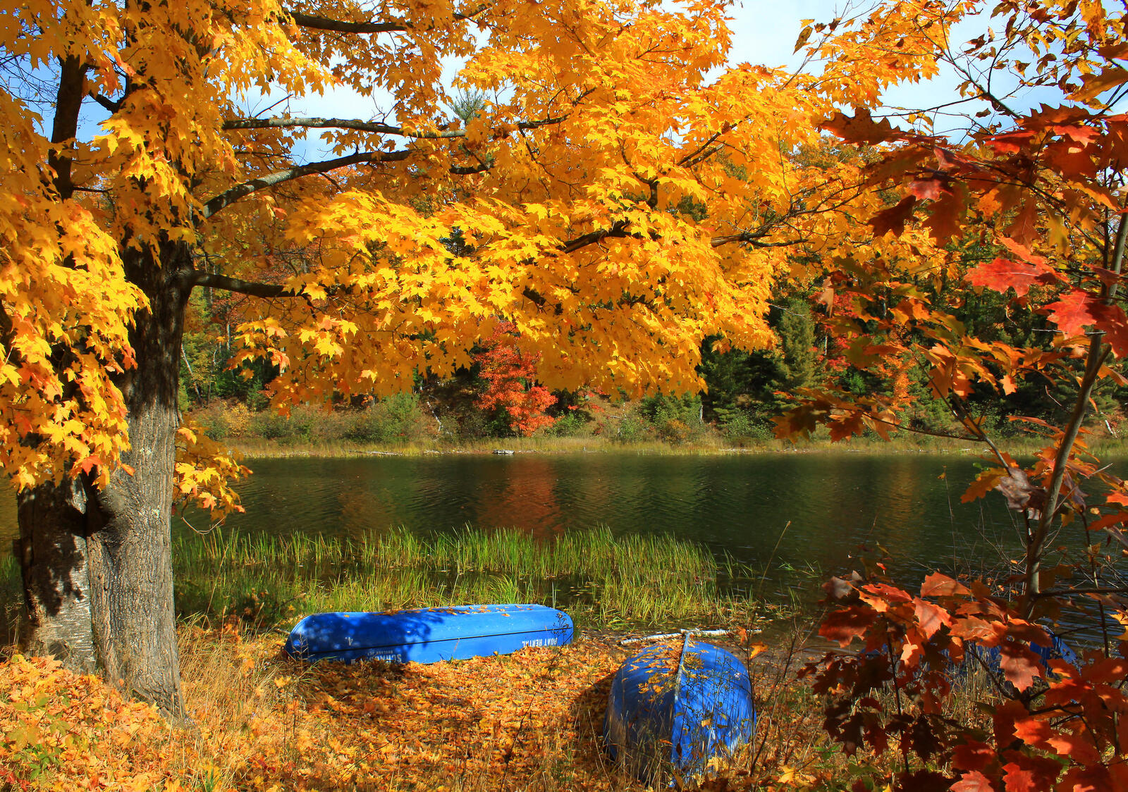 Обои берега осенние листья озеро на рабочий стол
