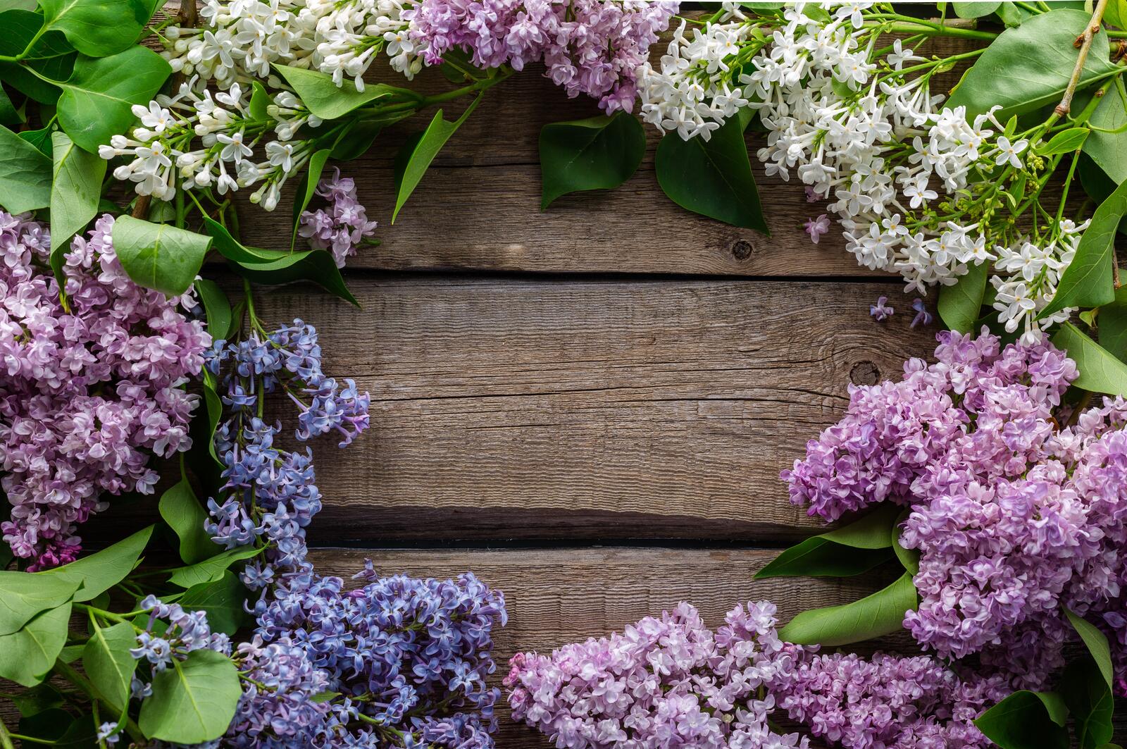 Wallpapers lilac flowers frame on the desktop