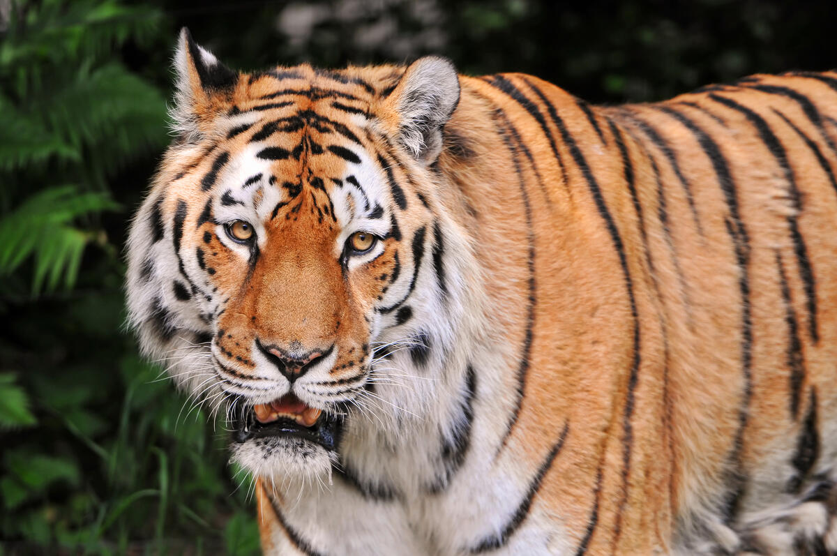 Тигр самец