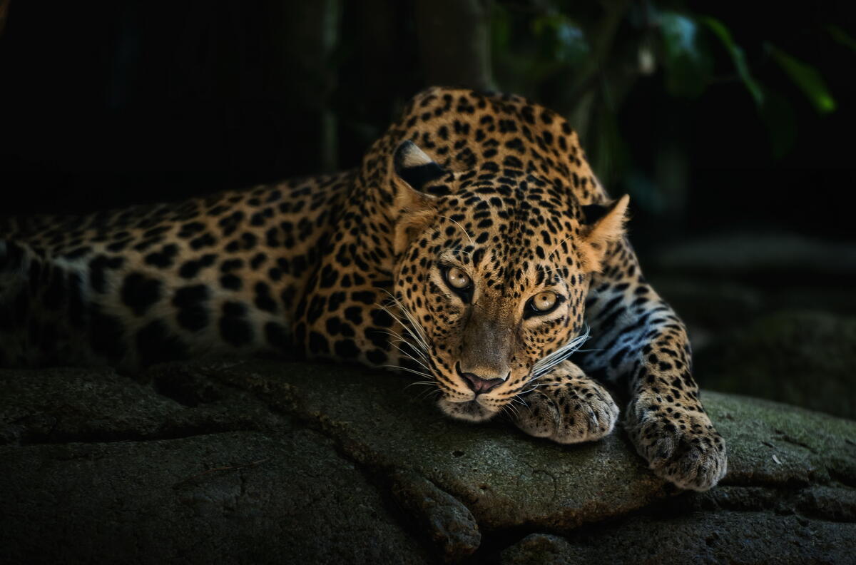 Pensive leopard