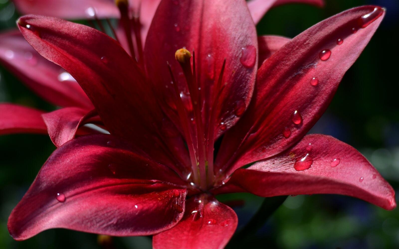 Wallpapers red Lily water drops petals on the desktop