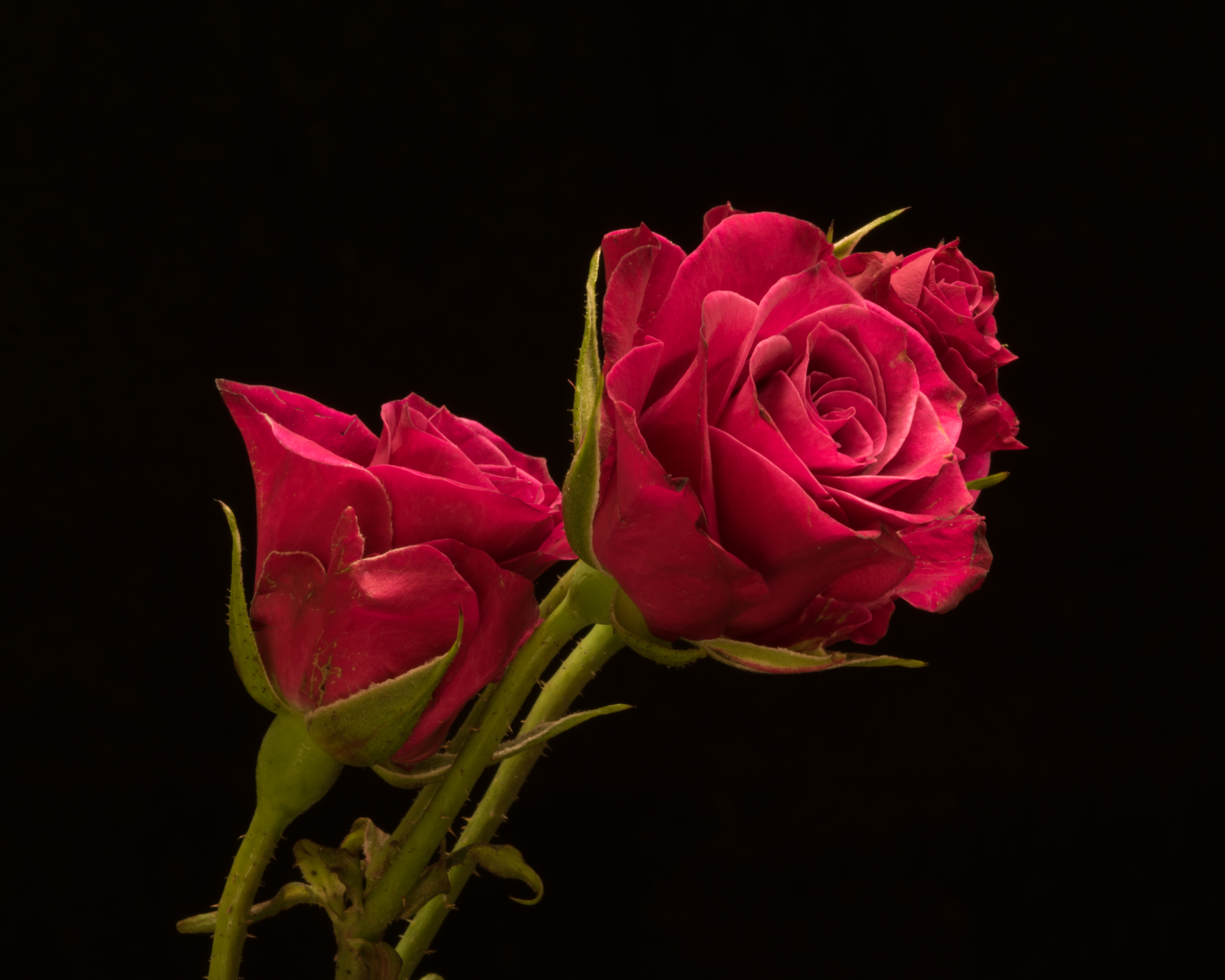 桌面上的壁纸红玫瑰 红花瓣 蔷薇