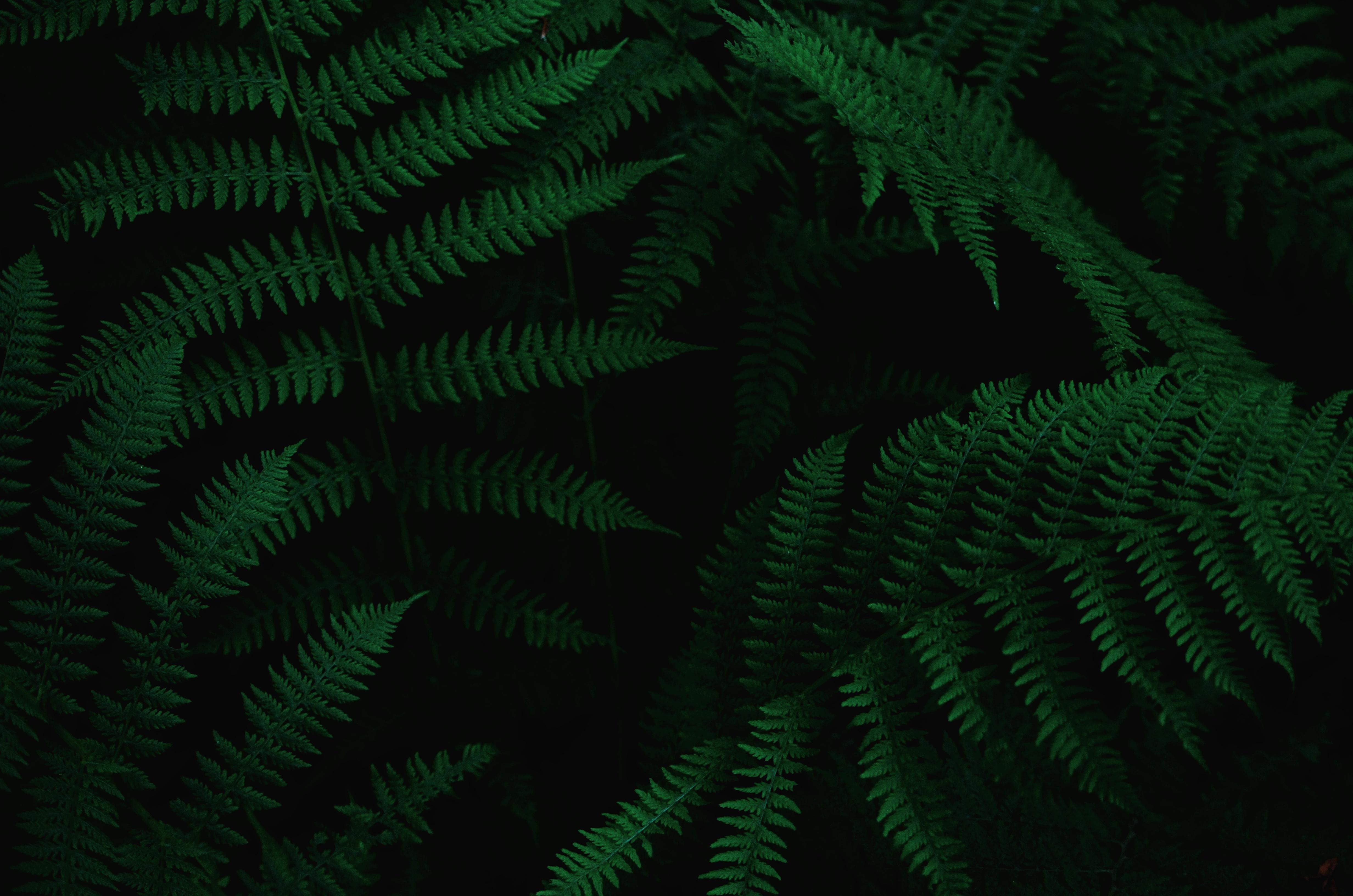 Wallpapers dark green leaves plant on the desktop
